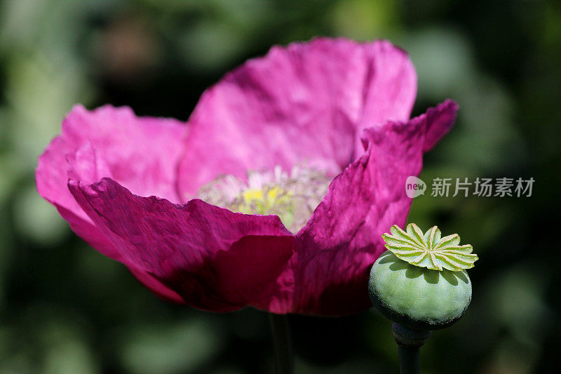 花园图像的紫色/粉红色罂粟花与种子头